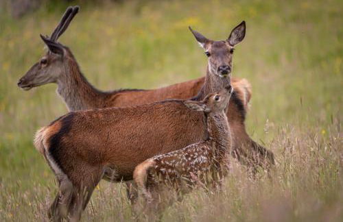 BenVrackie Luxury Glamping Pet Friendly Pod at Pitilie Pods - Foto 11