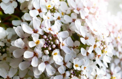 Villa Magnolia - Foto 33