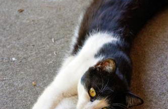 Hinterhauensteinhof - Foto 10