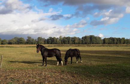 Fewo Abendsonne - Foto 39