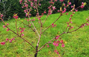 Cascina Bruna - Terrazza panoramica e giardino a Bobbio, Val Trebbia - Foto 46