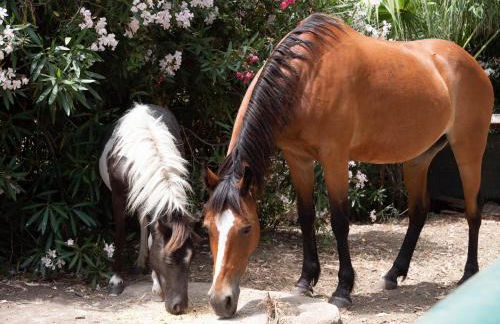 Residence L'Ulivo - Foto 58