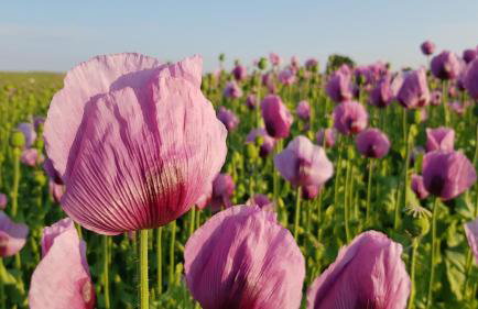 Countryside-Lovers - Ganzes Haus 100m² für euch allein mit Garten - Foto 23