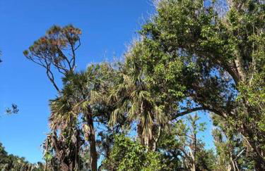 1mi to Beach Jungle Bungalow 1 acre with Pool - Foto 37