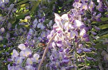 Saarlouis Innenstadt im Grünen - Foto 40