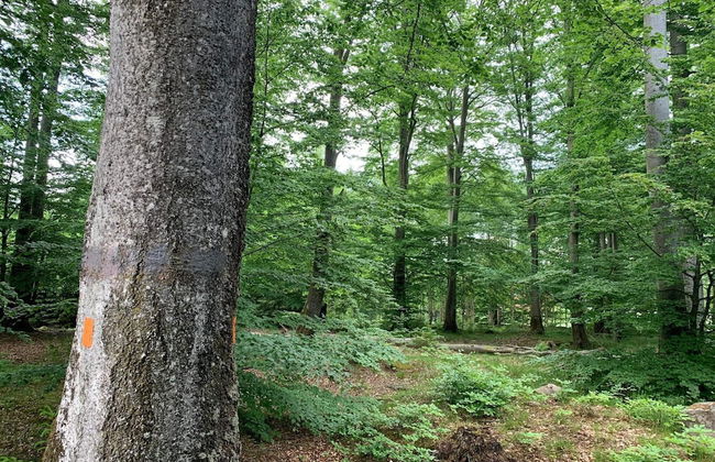 Charming Lakeside Cottage Getaway - Photo 14