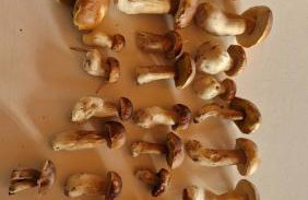 Wczasowe Wzgórze Swornegacie - Foto 28