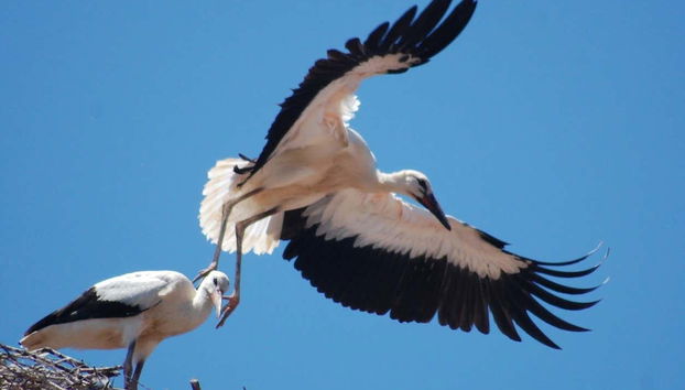 Storks in flight