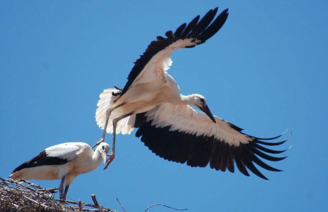 Avistamento de aves no Estuário do Sado - Foto 5