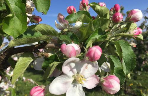 Fewo Elbblick im Haus Lühegarten - Photo 26