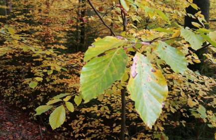 Ferienhäuser zur Schäferei - Foto 28