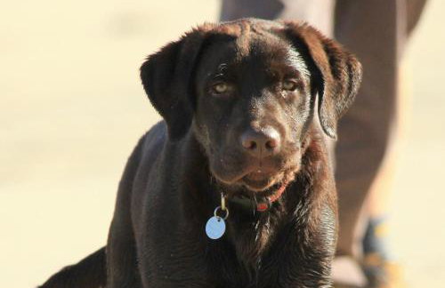 Roselands caravan park, Nr Lands End, Cornwall - Foto 15
