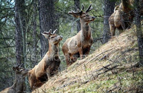 Chalet Tir Longë - Foto 43