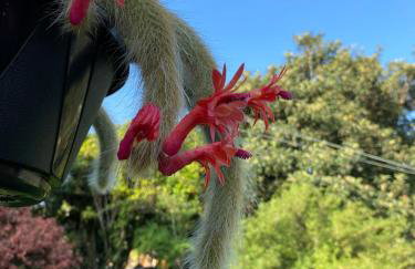 Aconchegante Casa de Hóspedes - Chácara Prado - Foto 39