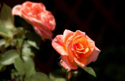 Brenda Lee History 2BR Villa Pool Hot Tub - Photo 59