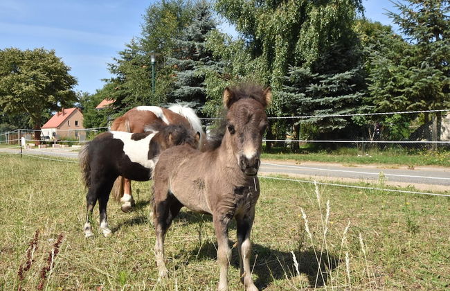 Pretty Apartment in Detershagen With Private Terrace - Foto 62