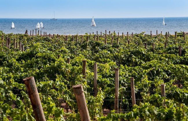 Calamoni di Favignana Apartments & Wine Experience - Photo 12