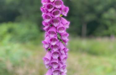 Sweet Root Hollow - Foto 19