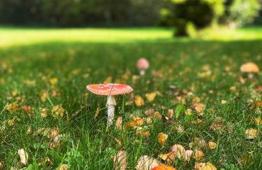 Domki nad strumykiem - Foto 11