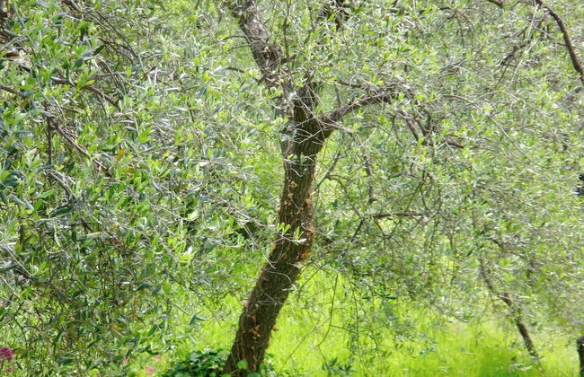 Panoramic Townhouse Casa del Borgo - Photo 20