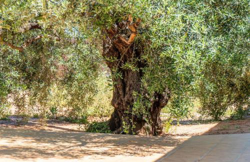 Casa Rural Olivera - Foto 43