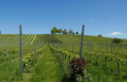 Haus Münsterblick - Foto 35