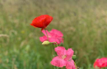 Hillcrest Hut - Photo 19