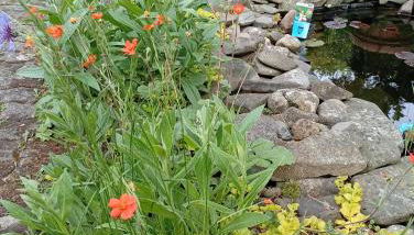 Fewo im Grünen - Foto 2, Garden