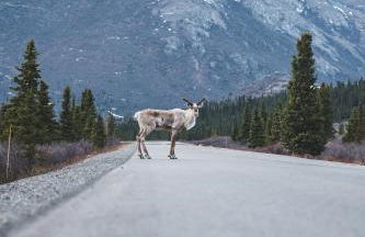 Denali Wild Stay - Moose Cabin, Free Wifi, 2 private bedrooms, sleep 6 - Photo 58