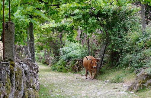 Caminho Gerês - Heritage Eco-Cottage - jacuzzi - Foto 36