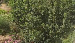 Cuckoo's nest - Photo 5, Garden view