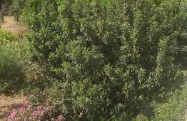 Cuckoo's nest - Photo 5