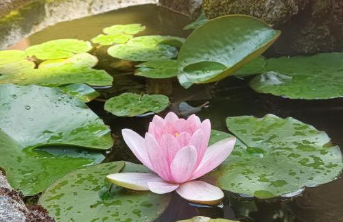 Casa dos Muros turismo rural y actividades en la Ribeira Sacra - Foto 73