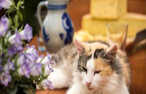 Unterhohnenhof - Foto 13