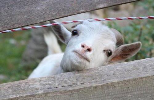 Heimerlmühle - Foto 20