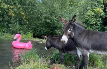 Hertford farm Woodland cabin pet friendly firepit bbq - Foto 57