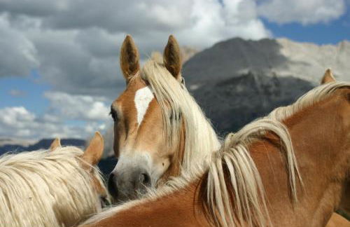 Tomasoethof - Foto 19