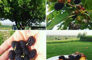 Le Bianchette Agriturismo e Fattoria Didattica - Foto 42