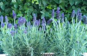 La Casita de Silvia - Photo 17