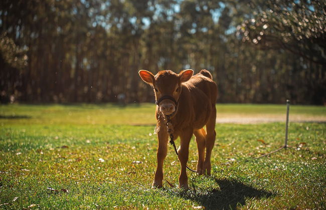 Hotel Acqua Lokos - Foto 26