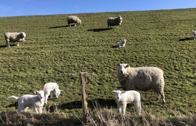 "luttdons" in the Haus am Deich - Foto 14