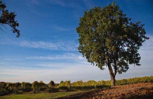 Le Stanze di Bacco - Photo 39