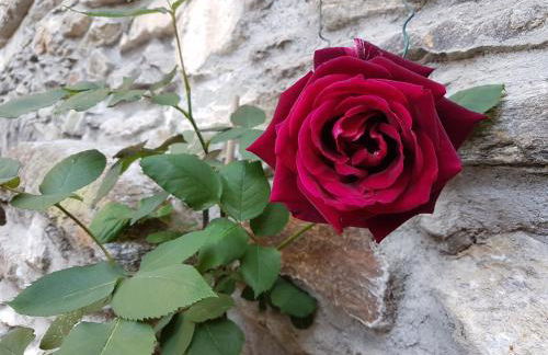 Il Torchio - Photo 25