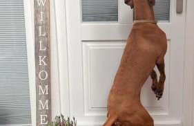 Ferienwohnung Heppenheim mit Hund- Wohnung "Festspiele" im historischen Fachwerkhaus- das schiefe Haus - Foto 27