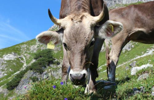 Ferienwohungen Familie Schröttle - Foto 30