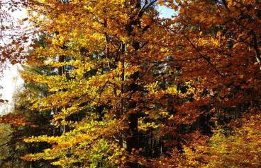 Przystanek Leszczyniec w Sudetach z jacuzzi - za dopłatą - Foto 34