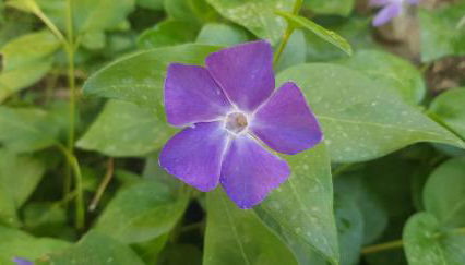 Sofia Mountain Getaway - Photo 5