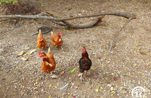 La Pichardière - Foto 14