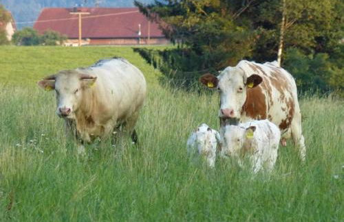 Druckerhof - Foto 17