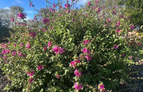 Ty Mawr, The Old School Holiday Homes - Pet Friendly - Foto 73